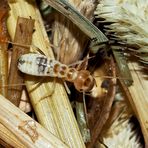 Erntetermite nach dem Häutungsprozess.* (3) - Grand Termite moissonneur.