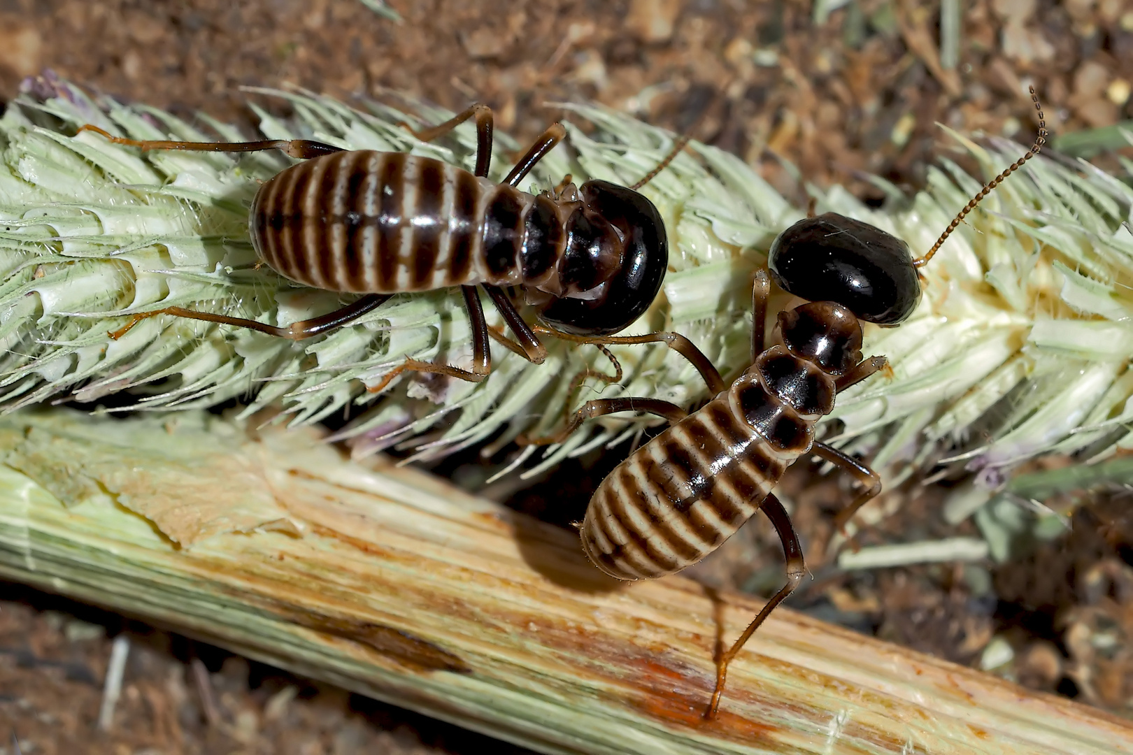 Erntetermiten (Hodotermes mossambicus) (1), etwa 7mm lang, Foto 1 - Grands Termites moissonneurs.