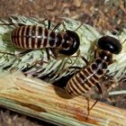 Erntetermiten (Hodotermes mossambicus) (1), etwa 7mm lang, Foto 1 - Grands Termites moissonneurs.