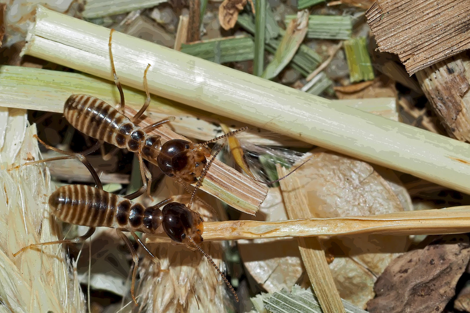 Erntetermiten (Hodotermes mossambicus), Sammler-Termiten (2). - Grands Termites moissonneurs.