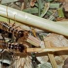 Erntetermiten (Hodotermes mossambicus), Sammler-Termiten (2). - Grands Termites moissonneurs.