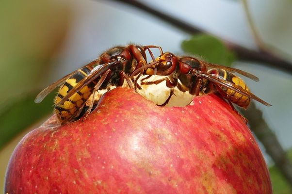 Erntezeit / 2 Hornissen 