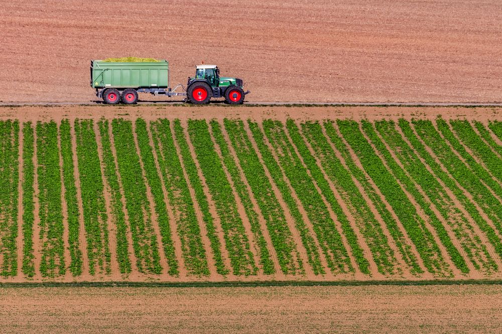 Regen Zur Erntezeit Die Größten Herausforderungen Für Die Bauern Im Osnabrücker Land - x733lpy