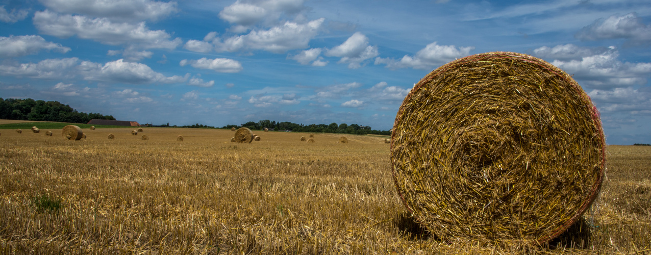 Erntezeit am Niederrhein