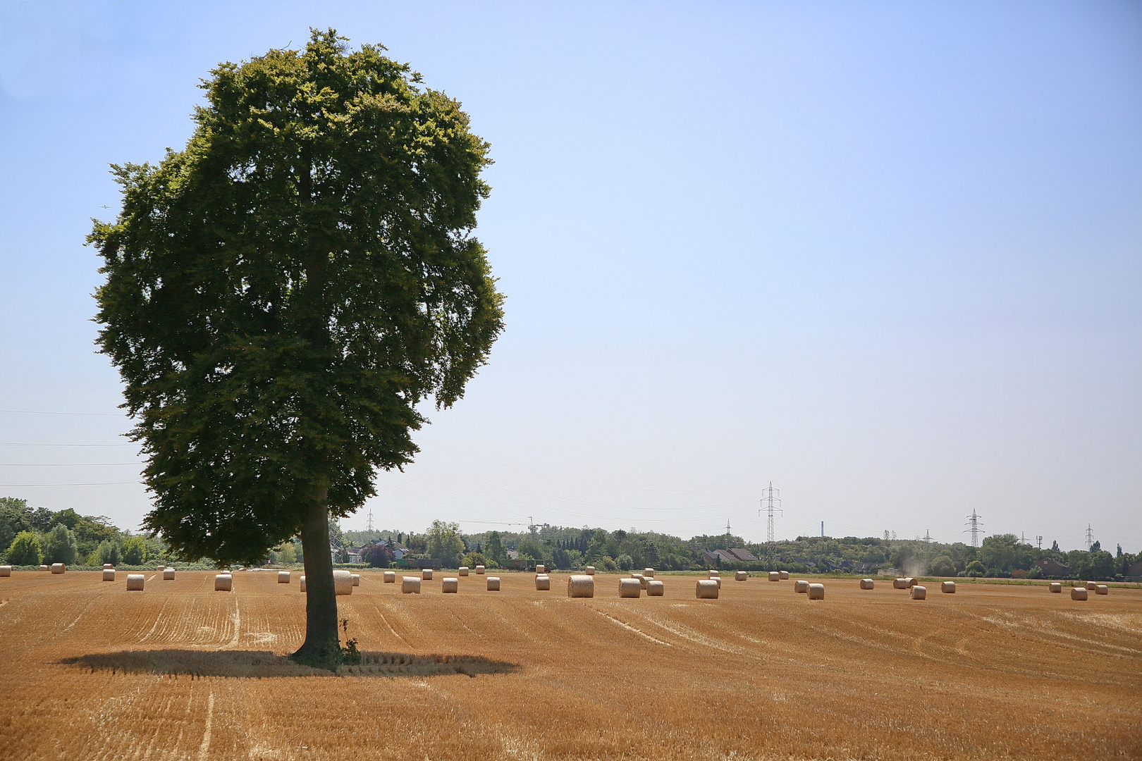 Erntezeit - Baum