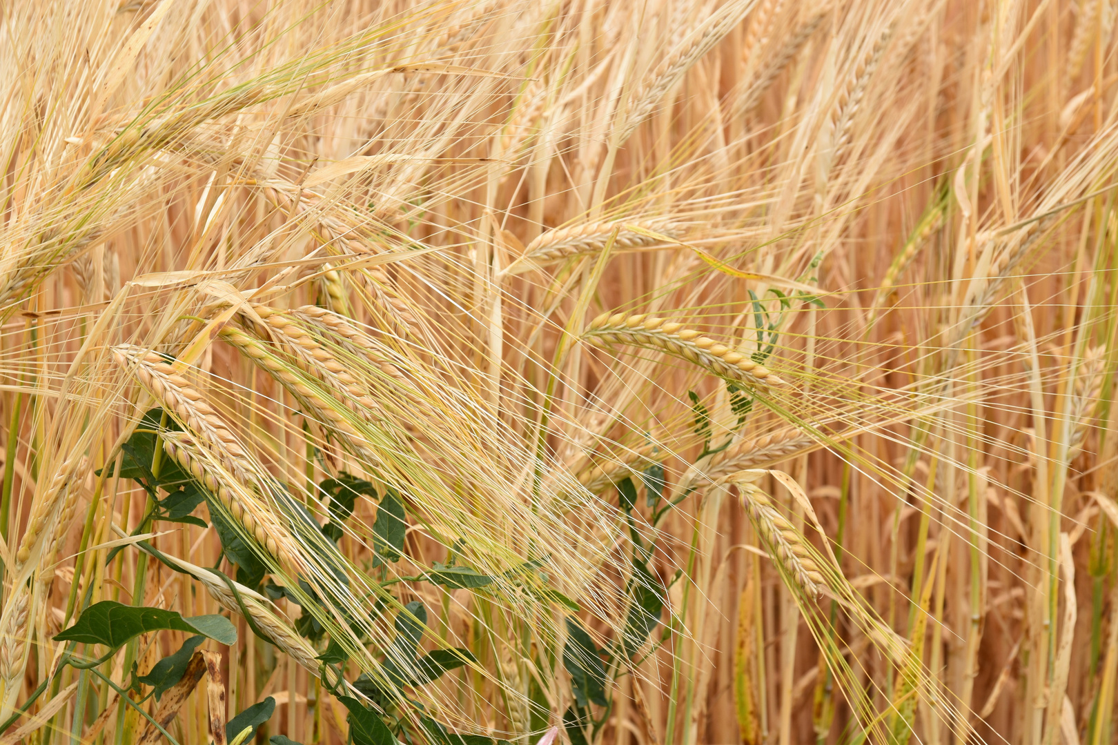 Erntezeit beginnt