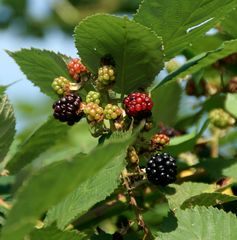 Erntezeit: Brombeeren