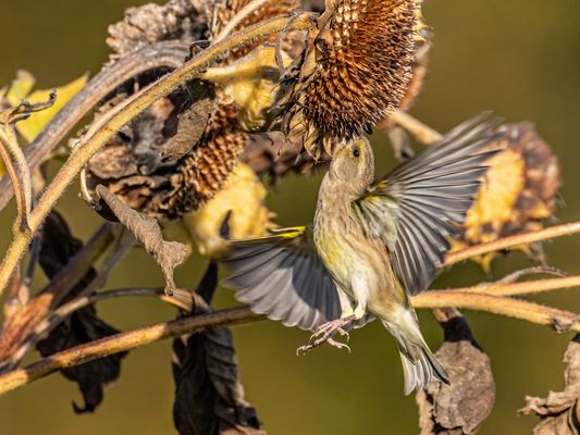 Erntezeit für den Grünfinken