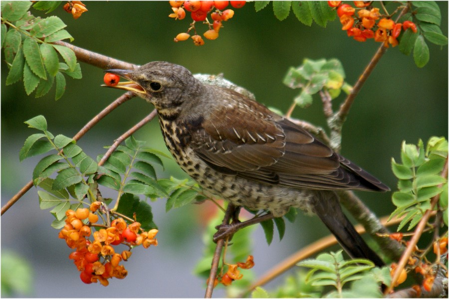 Erntezeit für Vogelbeeren