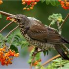 Erntezeit für Vogelbeeren