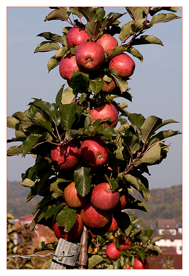 Erntezeit.... harvest season.... au temps des moissons.....