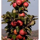 Erntezeit.... harvest season.... au temps des moissons.....