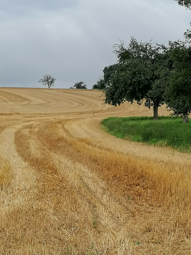 Erntezeit im Bauland (Odenwald) 