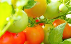 Erntezeit im eigenen Garten