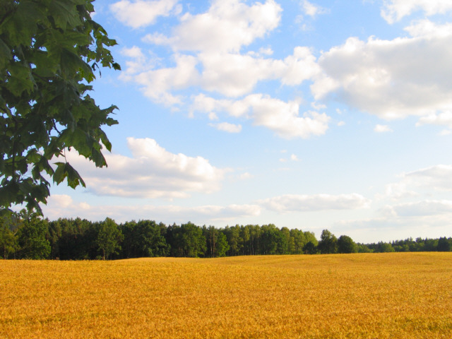 Erntezeit im Masurenland