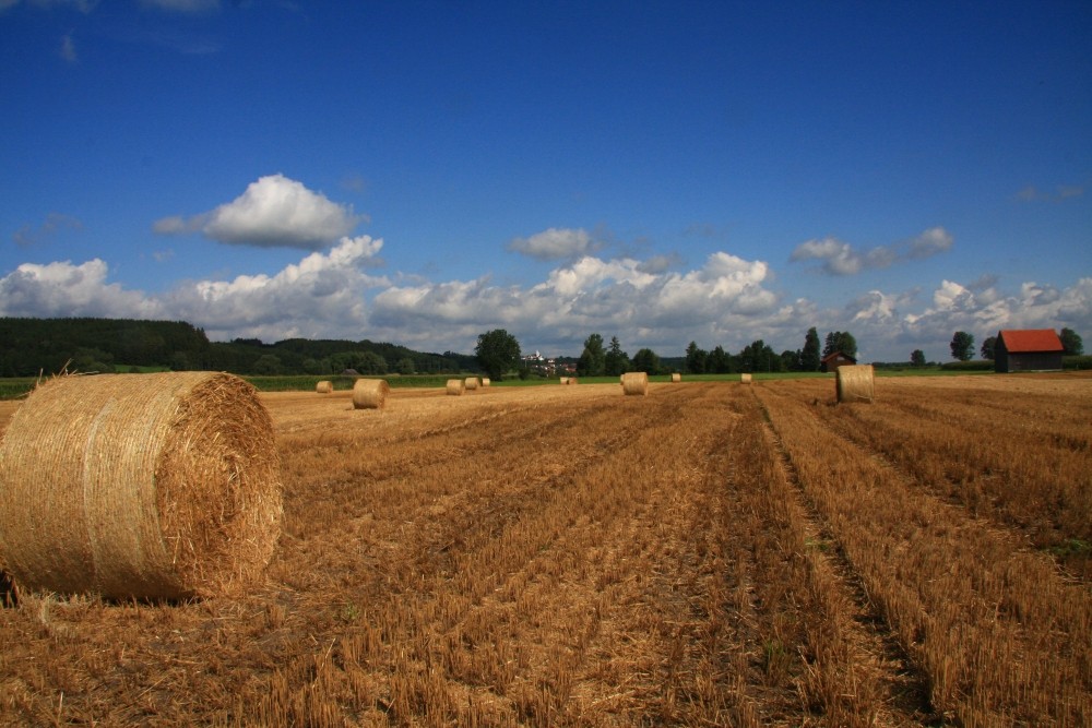 Erntezeit im Mindeltal