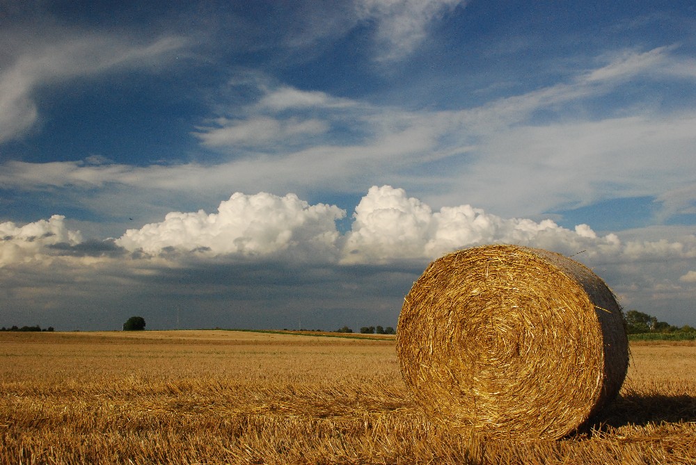 Erntezeit in der Pfalz