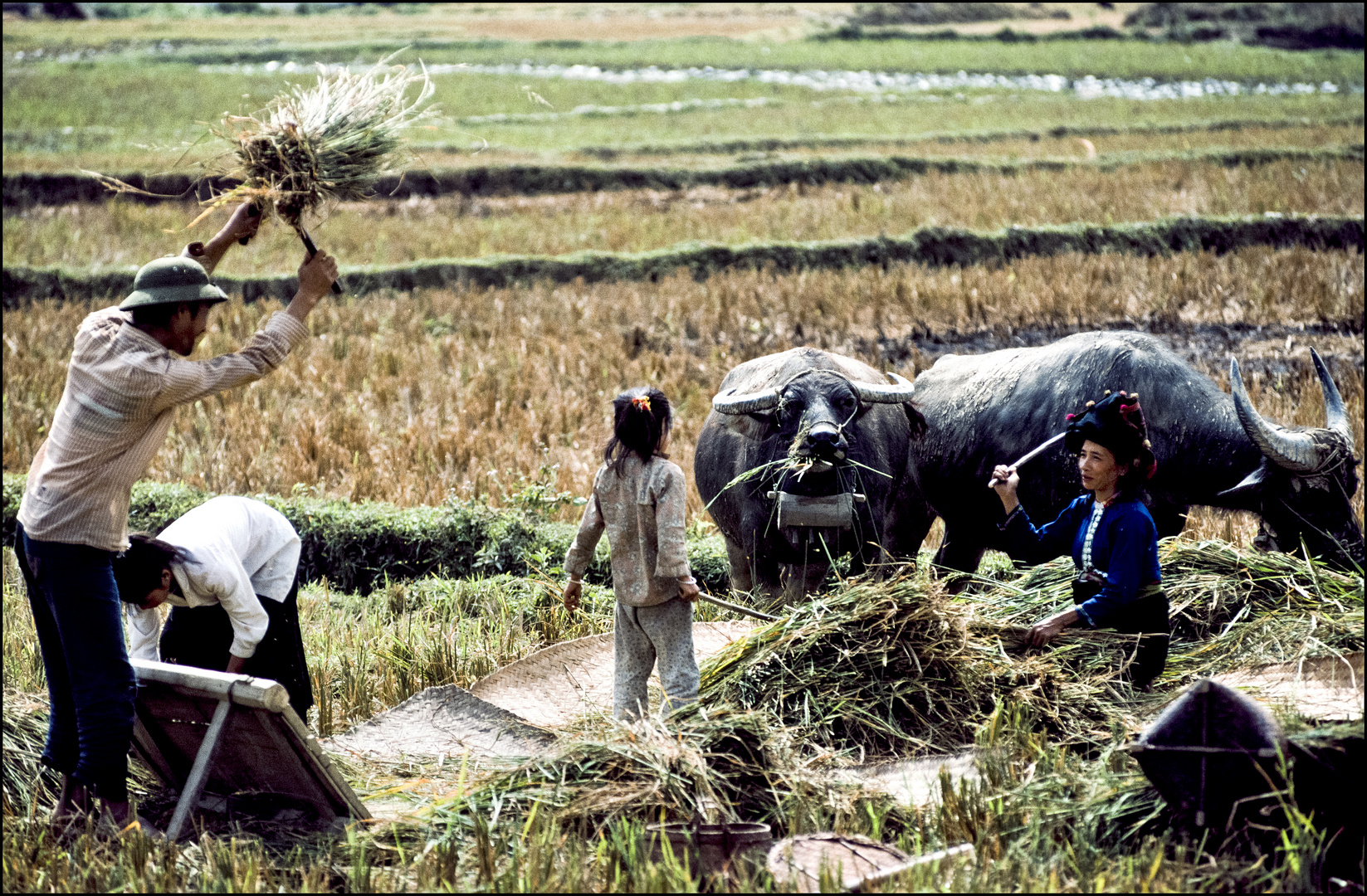 Erntezeit in der Provinz Lao Cai, Vietnam.