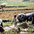 Erntezeit in der Provinz Lao Cai, Vietnam.