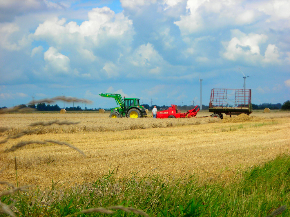 Erntezeit in Dithmarschen