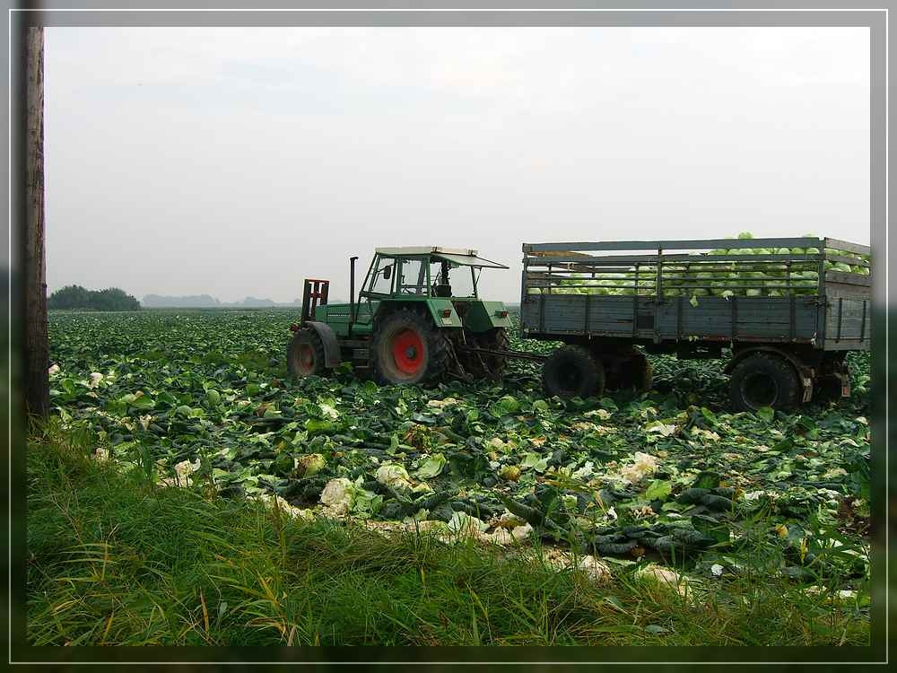 Erntezeit in Dithmarschen