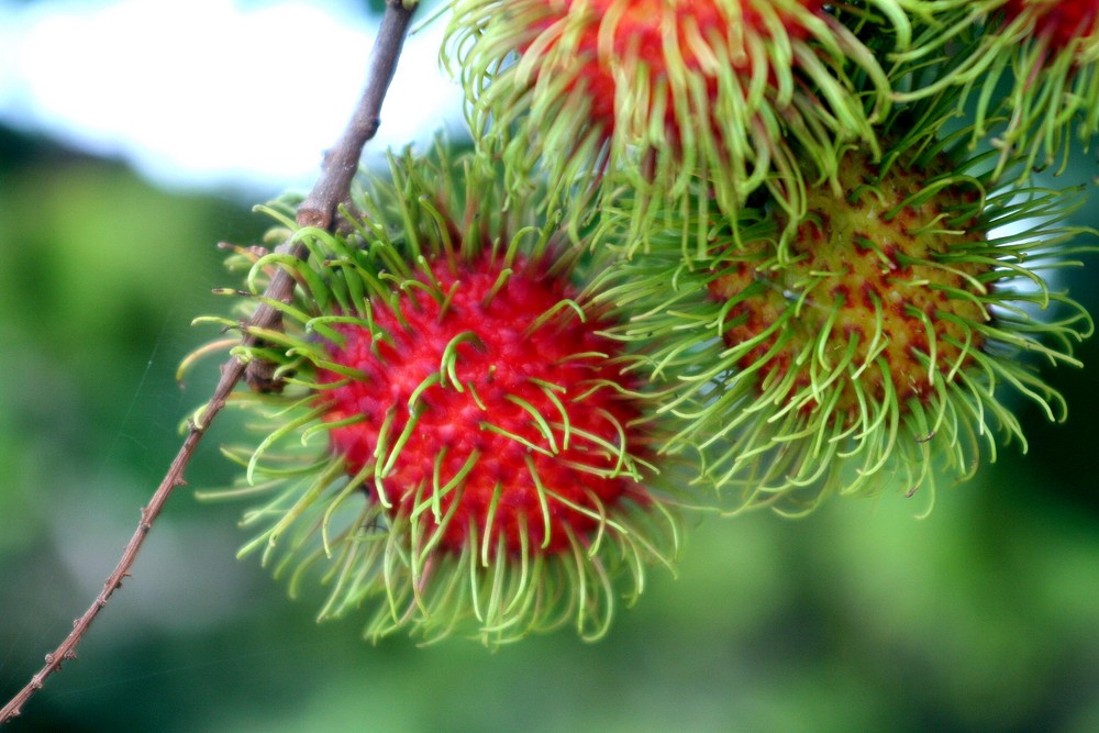 Erntezeit in Thailand