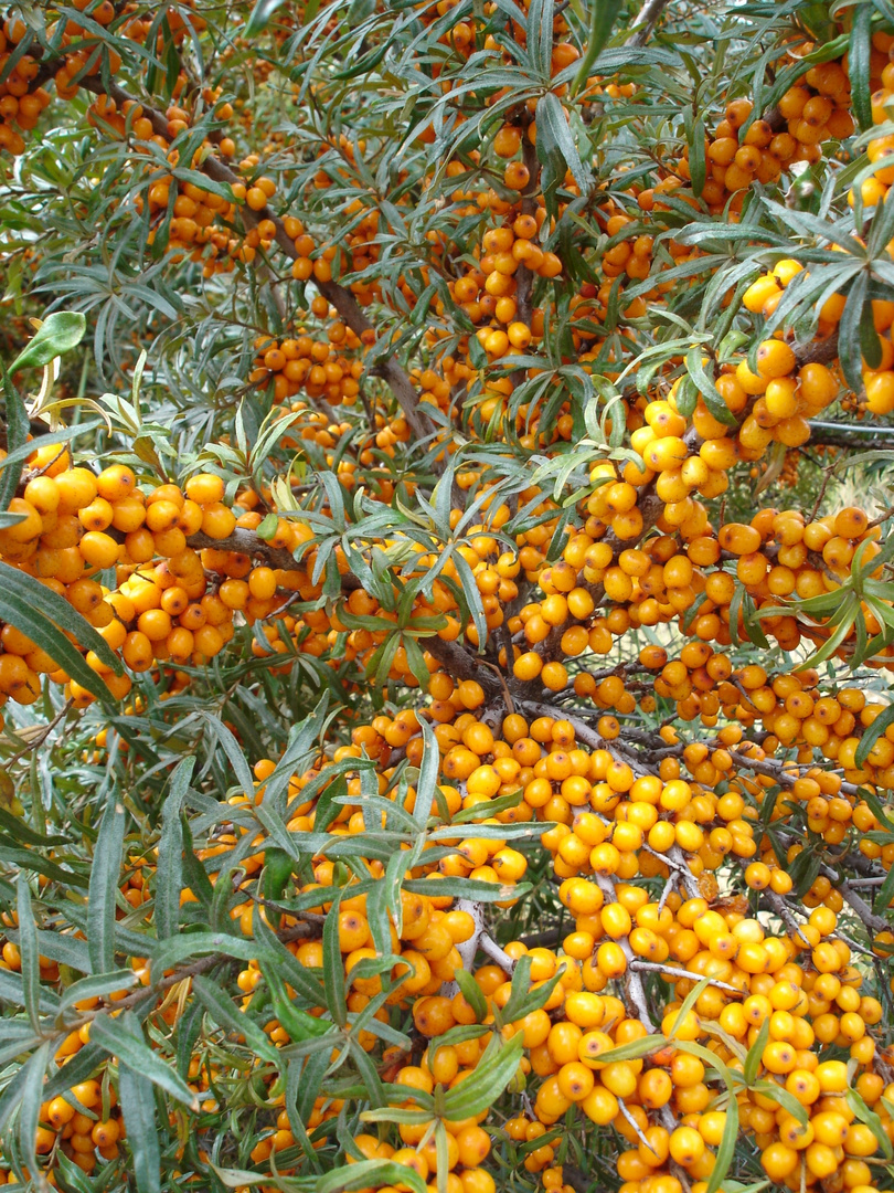 Erntezeit - Sanddorn am Wegesrand