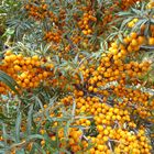 Erntezeit - Sanddorn am Wegesrand