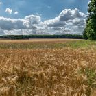 Erntezeit steht bevor