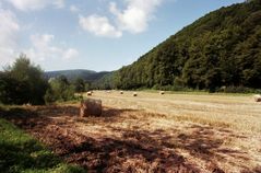 Erntezeit..das Feld wird leergeräumt