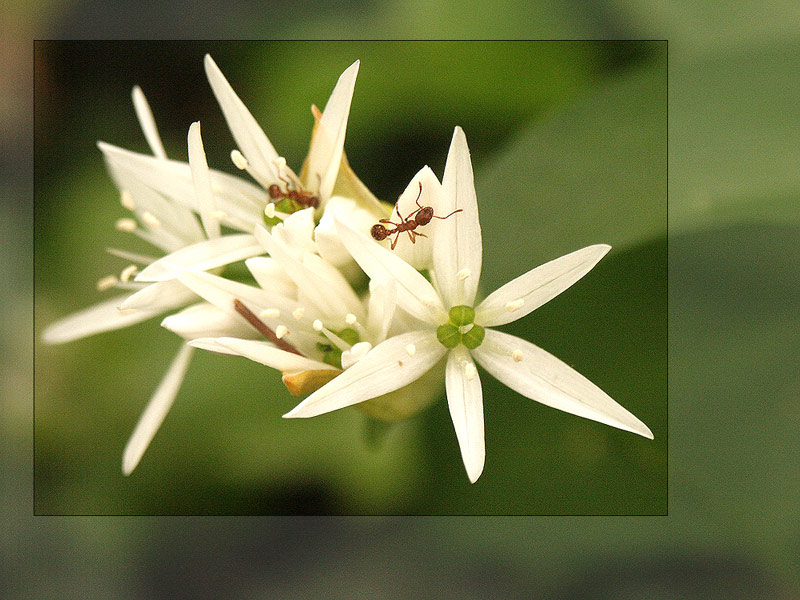 Eroberung der Bärlauchblüten