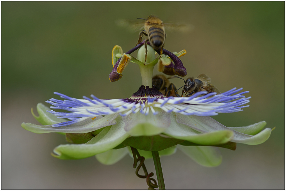 Eroberung der Passiflora