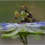 Eroberung der Passiflora