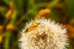 Eroberung der Pusteblume