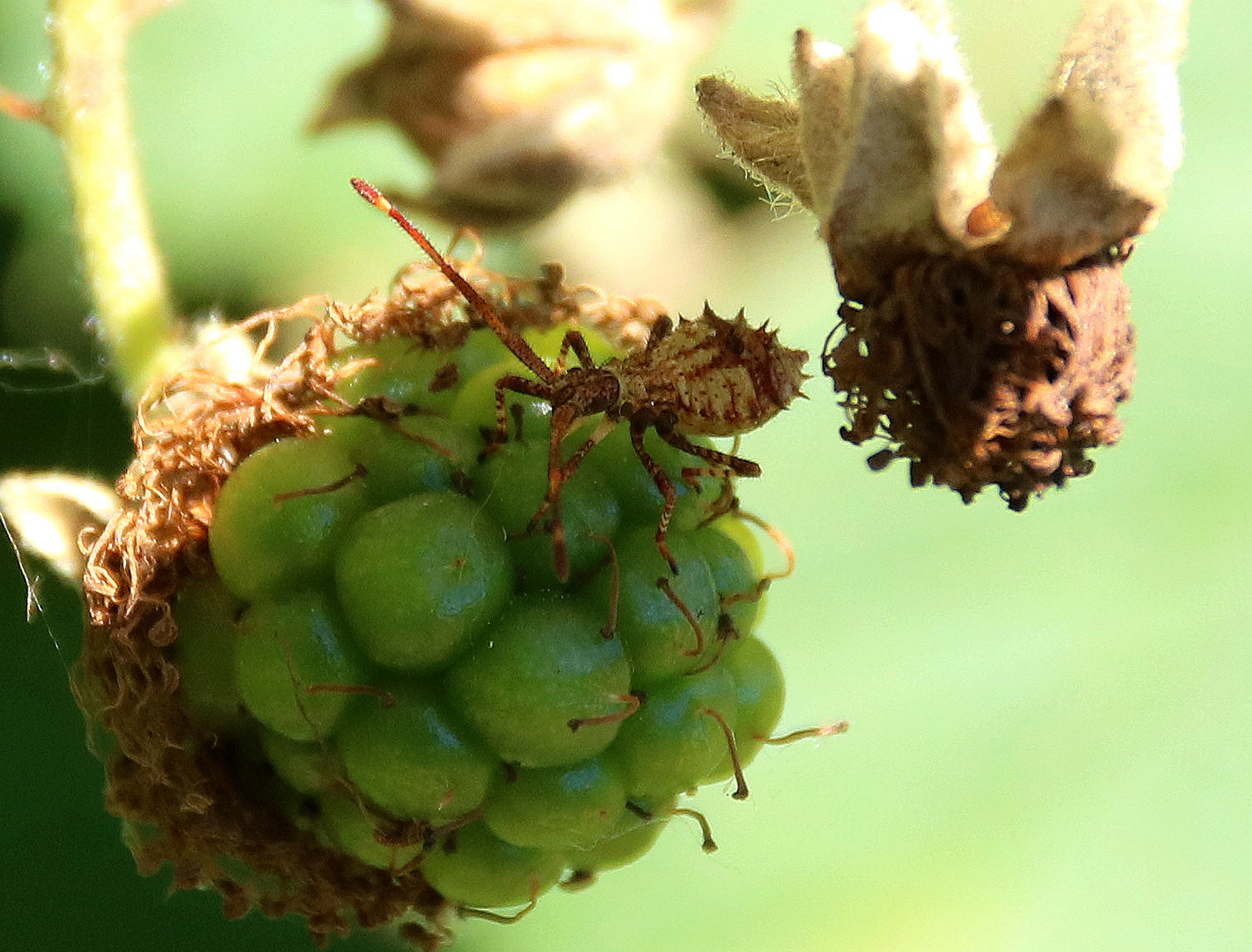 Eroberung des grünen Planeten Brombeere