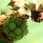 Eroberung des grünen Planeten Brombeere