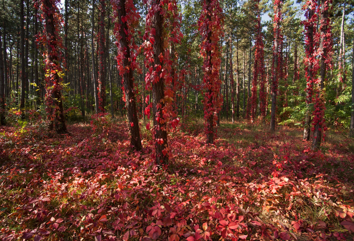 Eroberung in ROT