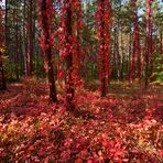 Eroberung in ROT