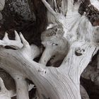 Erodierter Wurzelstock auf dem Mount St.Helens USA