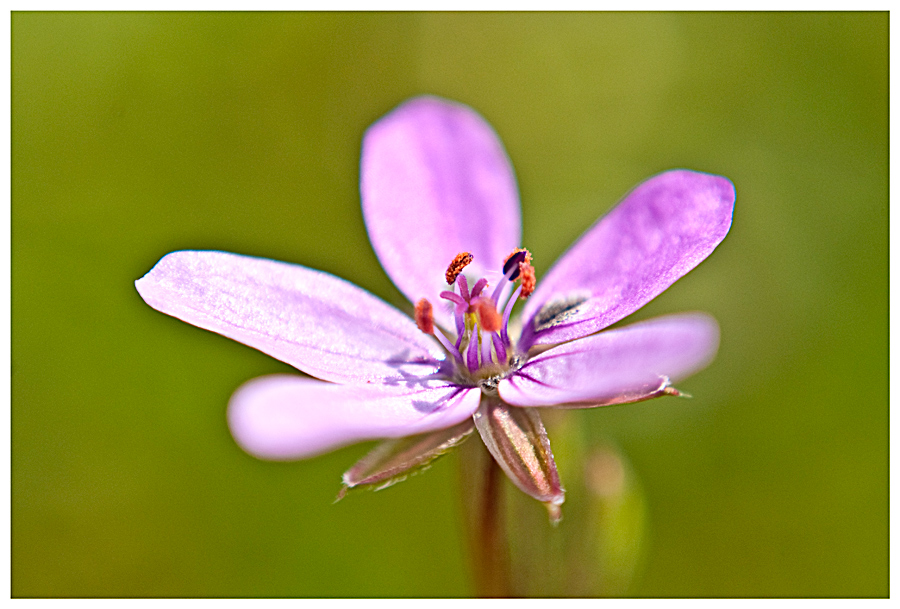 Erodium