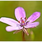 Erodium