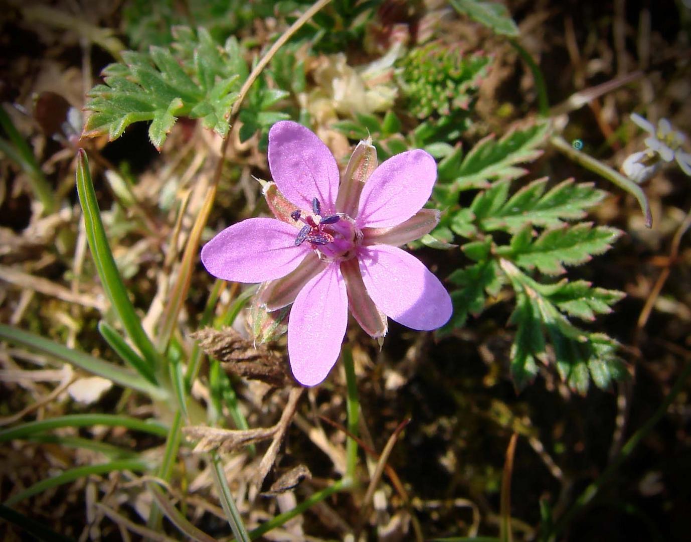 Erodium Bec de grue