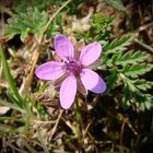 Erodium Bec de grue