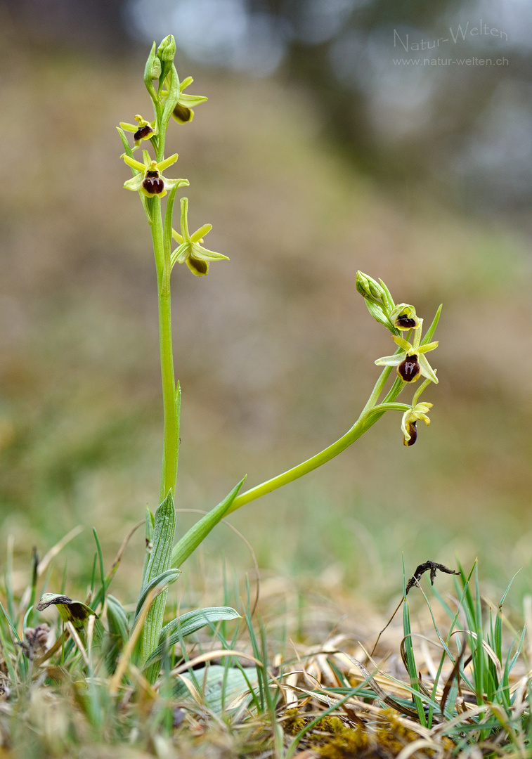 Eröffnung der Orchideensaison