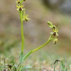 Eröffnung der Orchideensaison