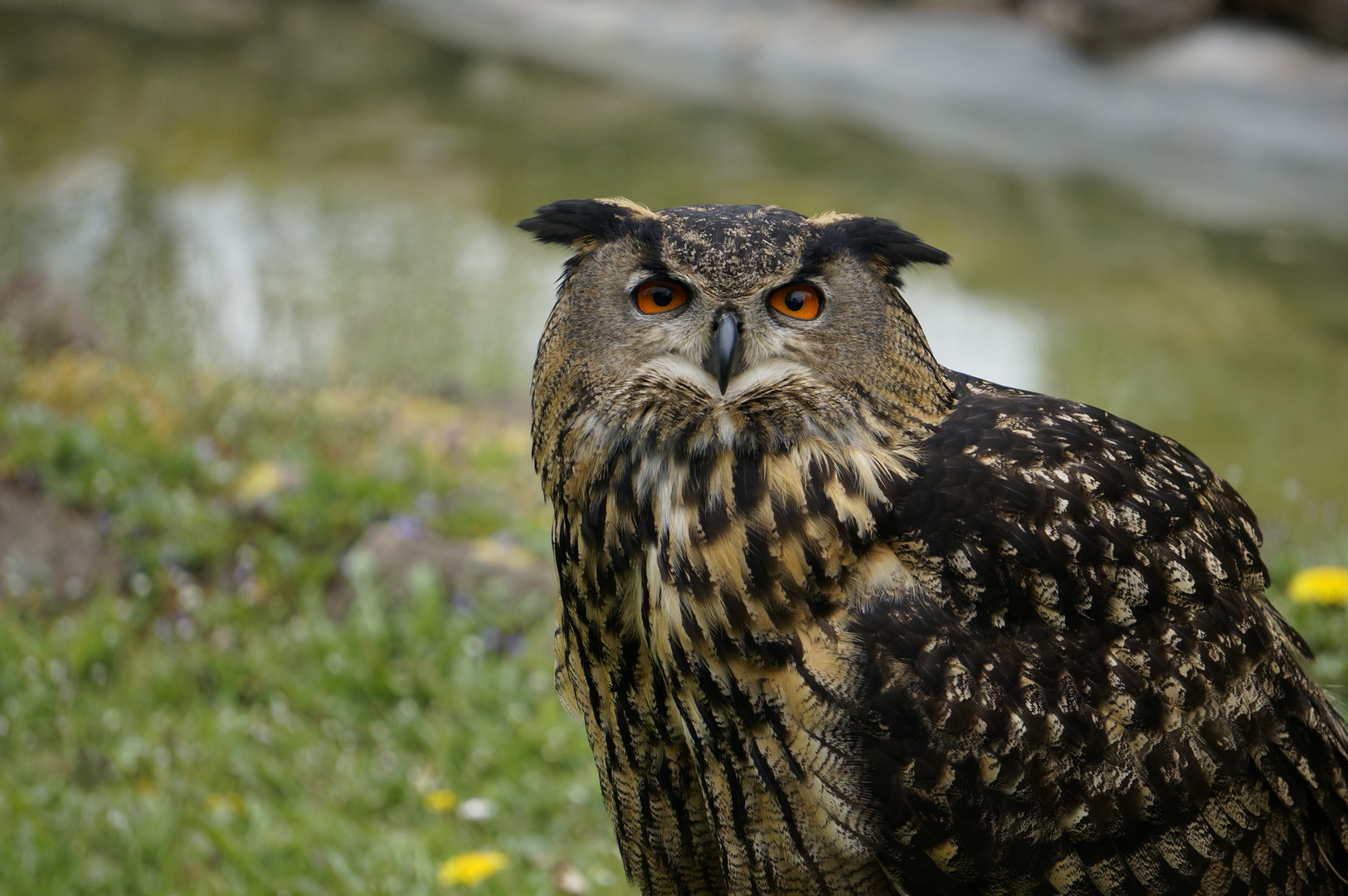 Eröffnung Eifelpark Gondorf 2014