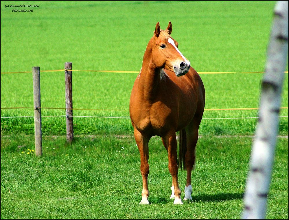 Eröffnung Weidesesion 2010 - X (10)