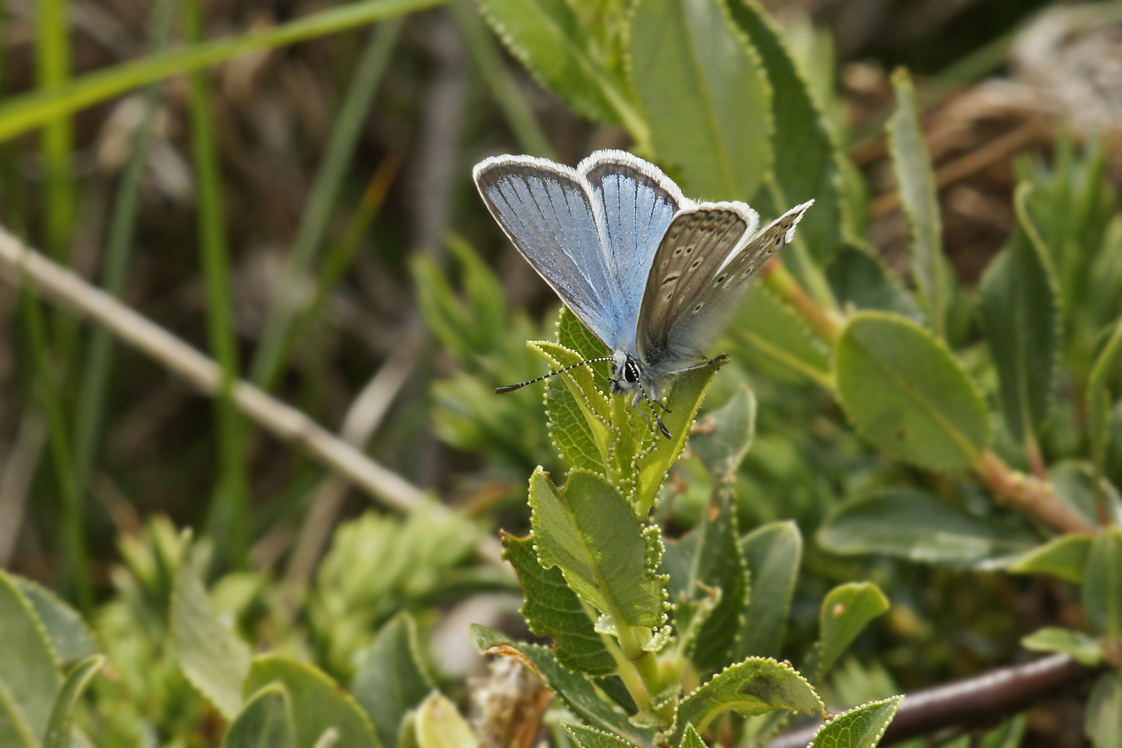 Eros-Bläuling (Polyommatus eros), Männchen