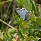 Eros-Bläuling (Polyommatus eros), Männchen