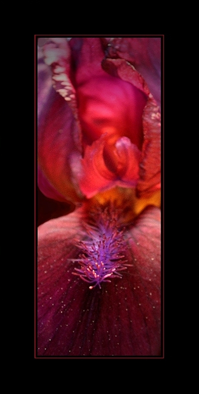 erotic flower